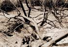 Foto di Barbara Cannata: tronchi bruciati. Apri l'ingrandimento in una nuova finestra (98 Kb)