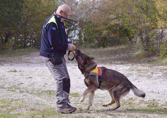 Corso Ricerca persone disperse e cartografia: cane da soccorso.